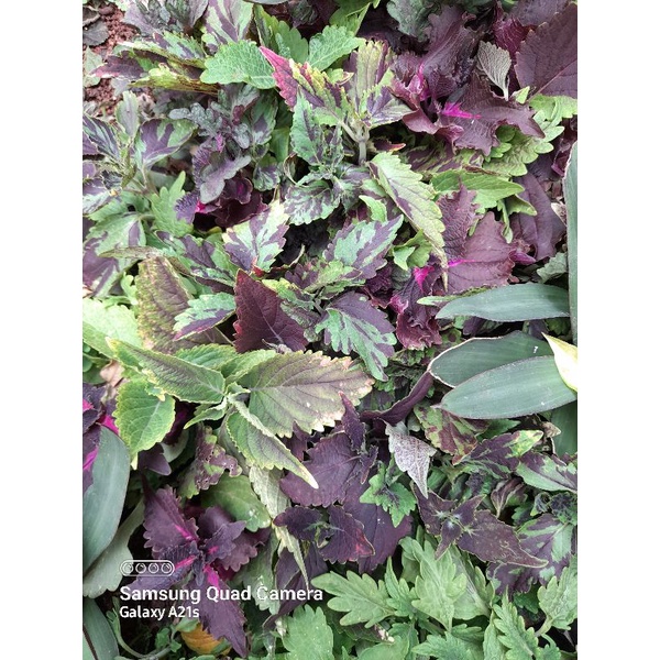 Bibit, Pohon Miana, Coleus Hijau Coklat / Batik