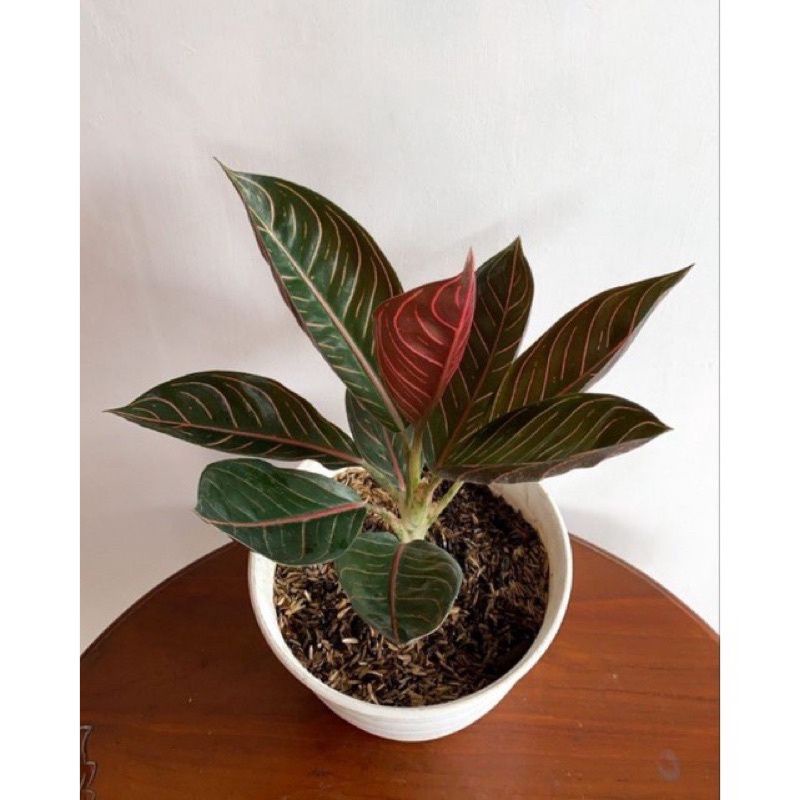 PROMO Tunas aglonema black sumatra (SUDAH BERTUNAS)