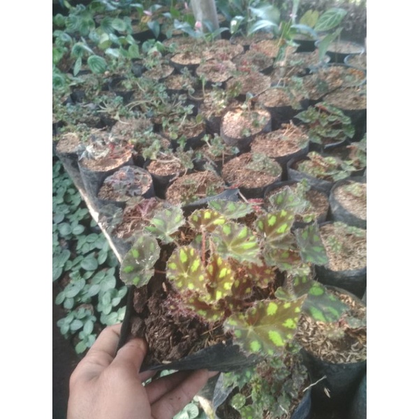 Begonia macan