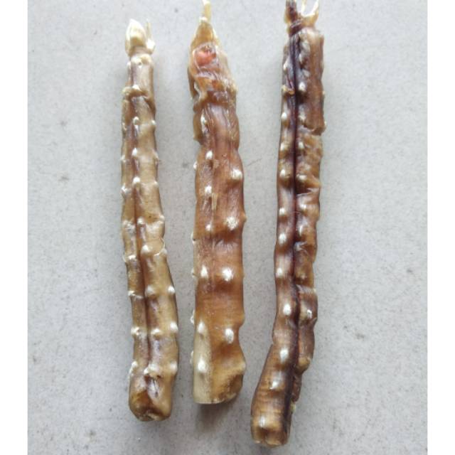 Tangkur buaya pria kuat