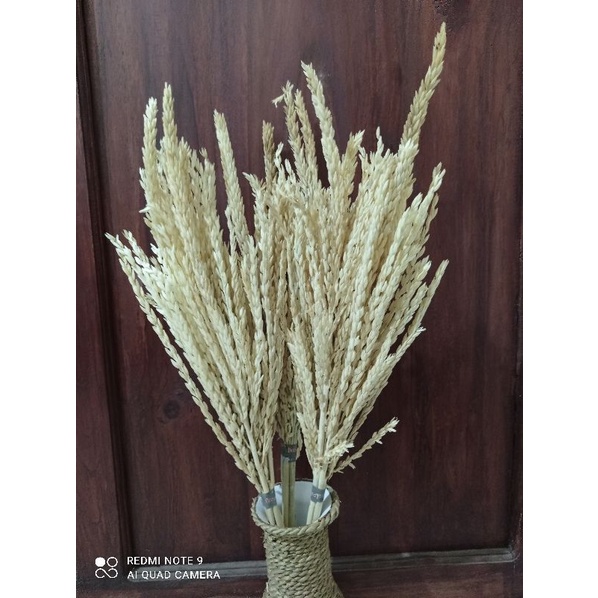 BUNGA JAGUNG KERING BLEACHING PUTIH