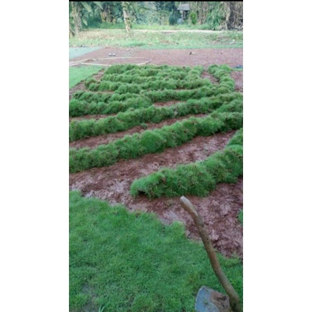 rumput jepang 1 meter persegi