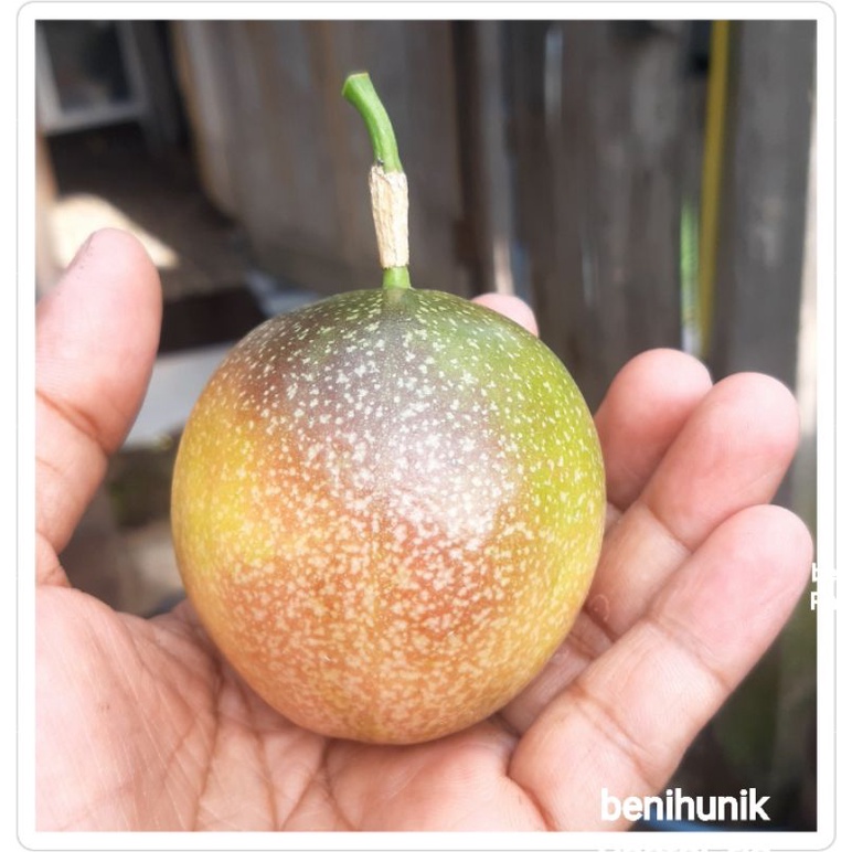 Benih biji markisa madu - markisa manis