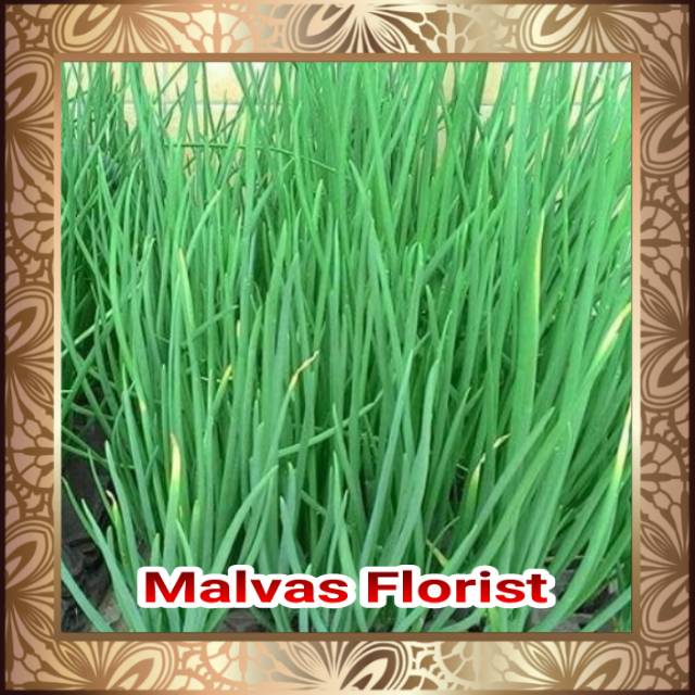 Tanaman herbal - bibit sayur bawang merah