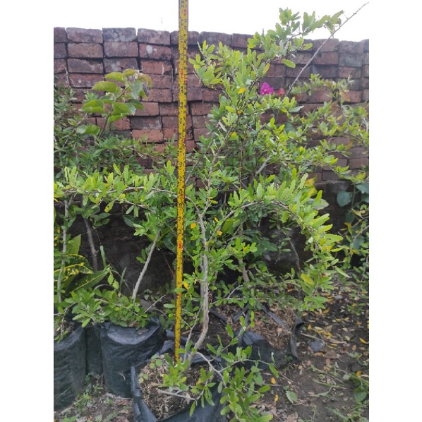 Saeng simbur Vietnam bunga ungu