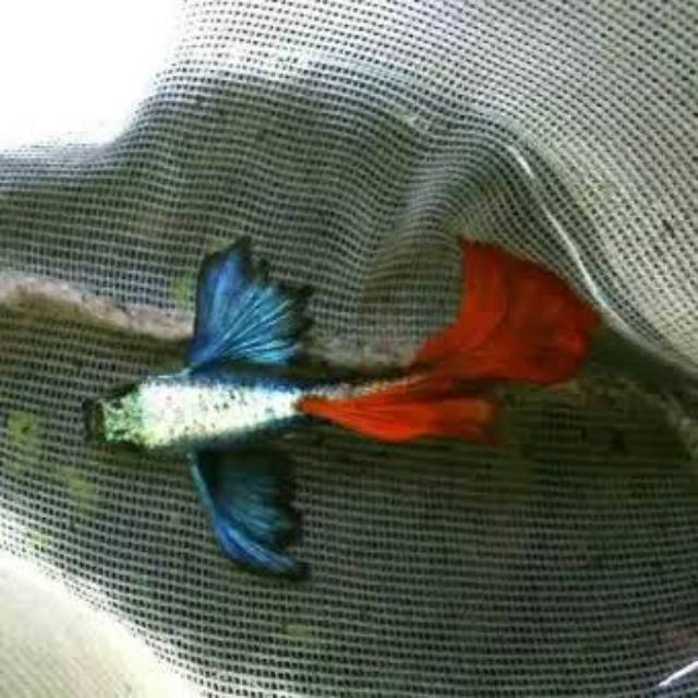 Jual Ikan Guppy Platinum Red Tail Dumbo Ear Prtde Jantan Kota Depok Thirty Three Guppy Tokopedia