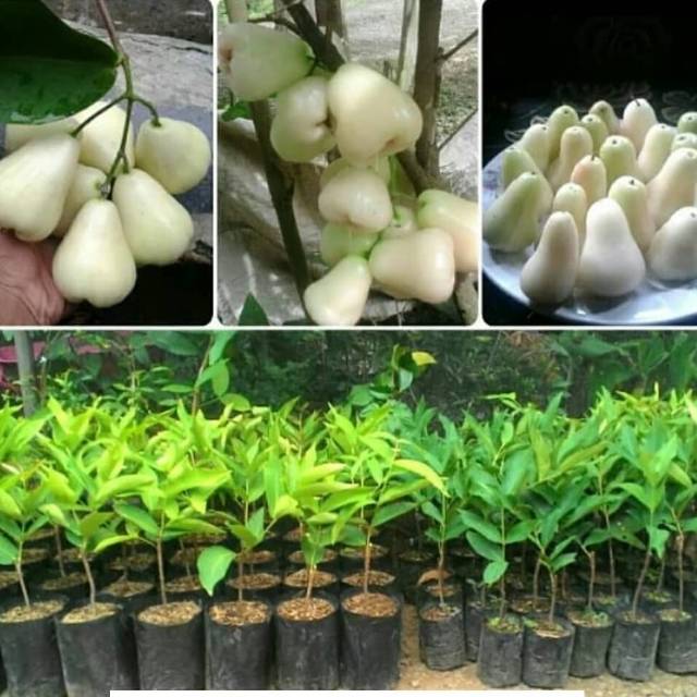 Bibit jambu air madu susu