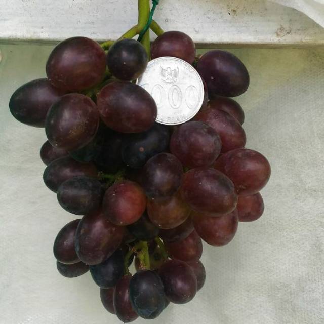 novriz