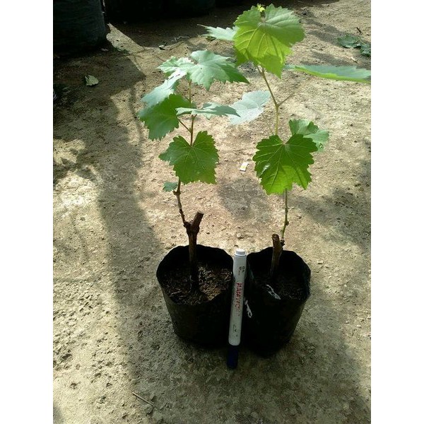 Bibit Anggur Import Nina Queen Hasil Grafting