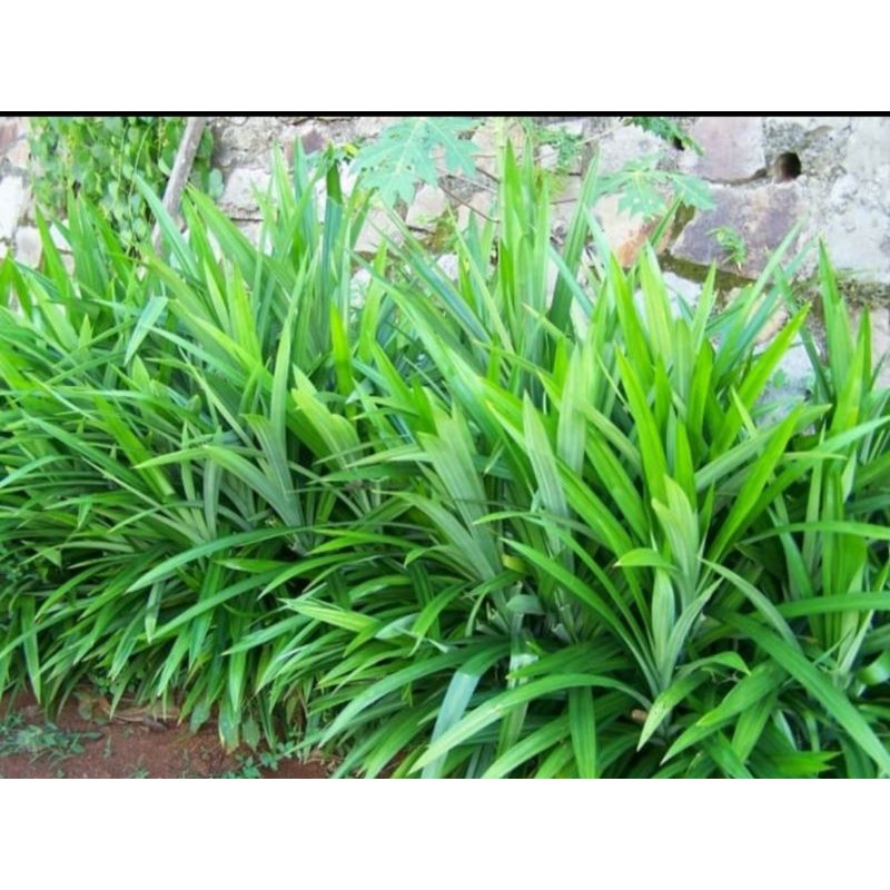 

Daun pandan segar fresh per lembar