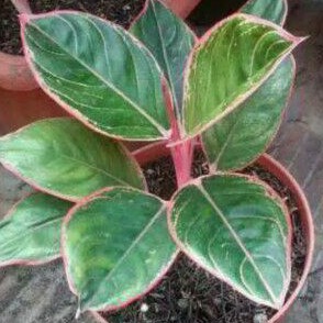 Tanaman hias aglonema lipstik tiger