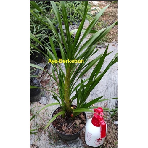 Tanaman Hias Anggrek Tebu - Pohon Anggrek Gramma - Tanaman Anggrek Tebu Grammatophyllum Speciosum