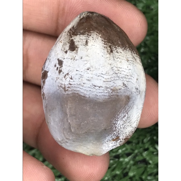 Muncang adu jawa sikapal