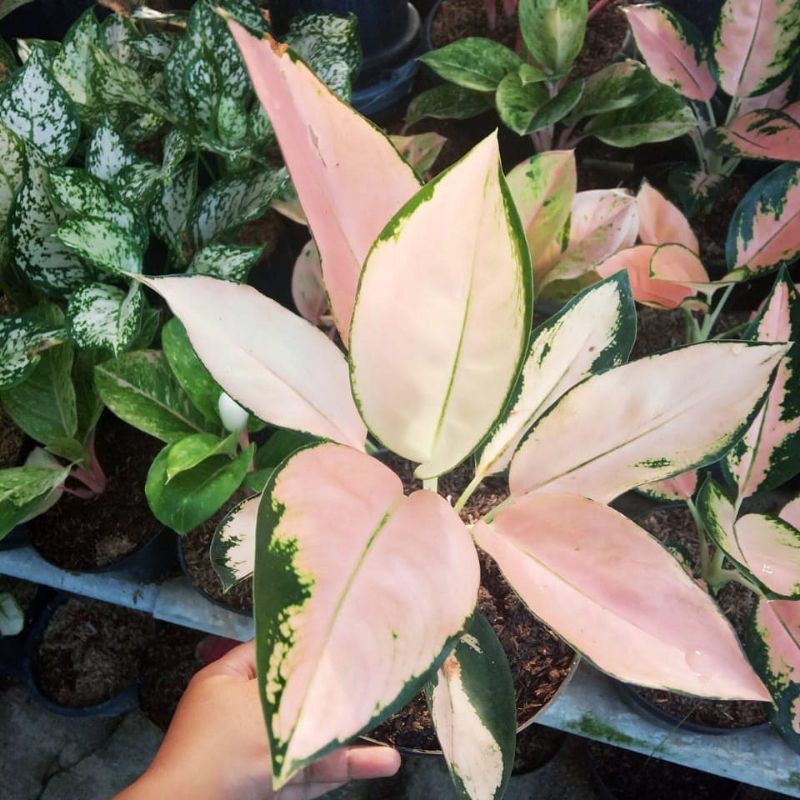 Aglonema kocin sutra - Khocin - Aglonema khocin