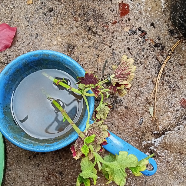 Miana Paketan (2 Warna/2jenis)