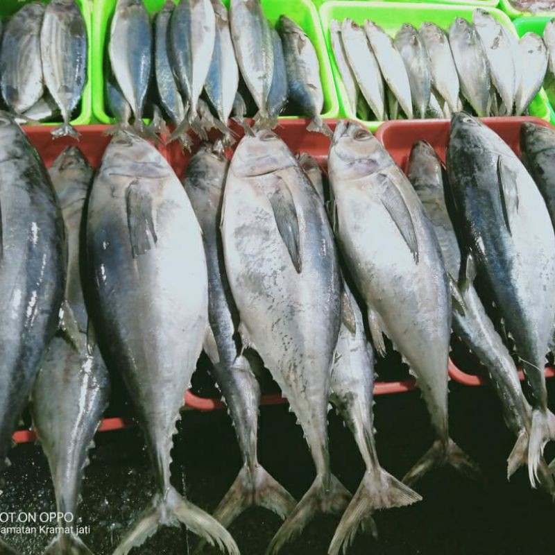 

Ikan tongkol 1kg (1000g)