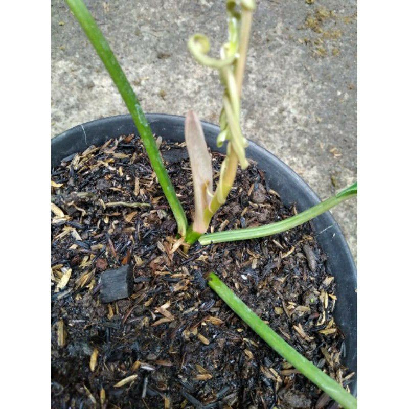 bonggol philo tortum