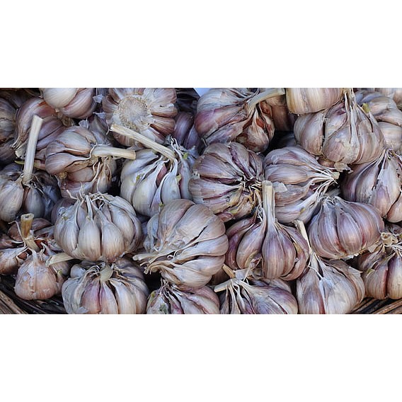 

Bawang Putih Biasa 250gr BISA INSTANT DELIVERY
