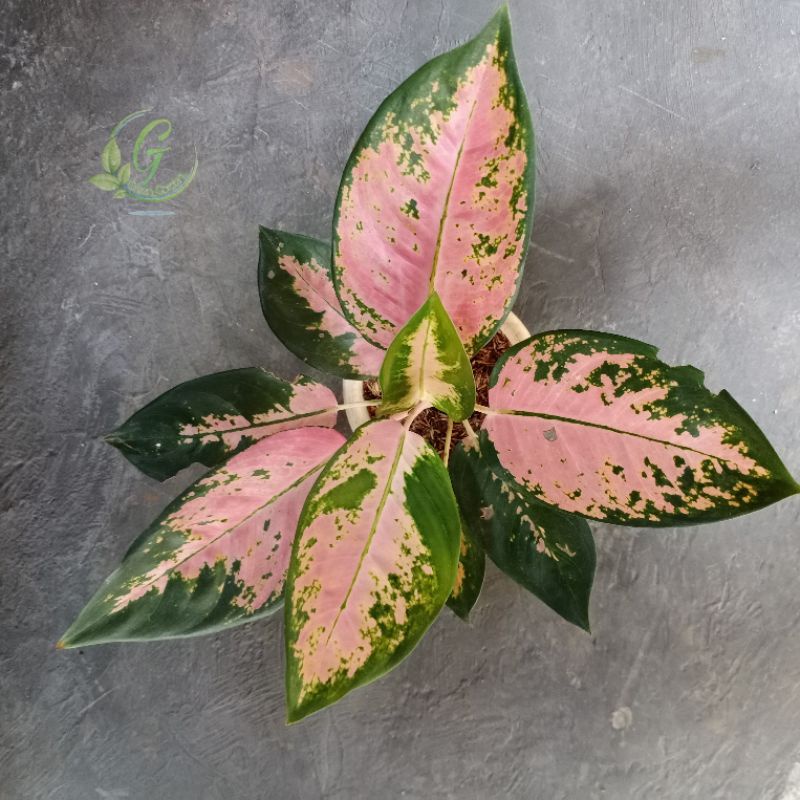 Tanaman Hias Aglonema Khocin Paramuai  - Aglonema Khocin pink