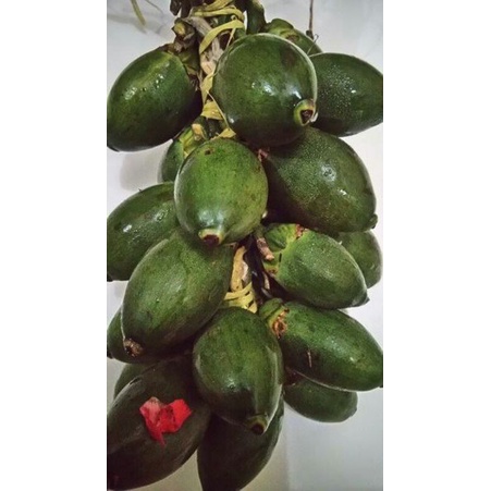 

pinang / jambe