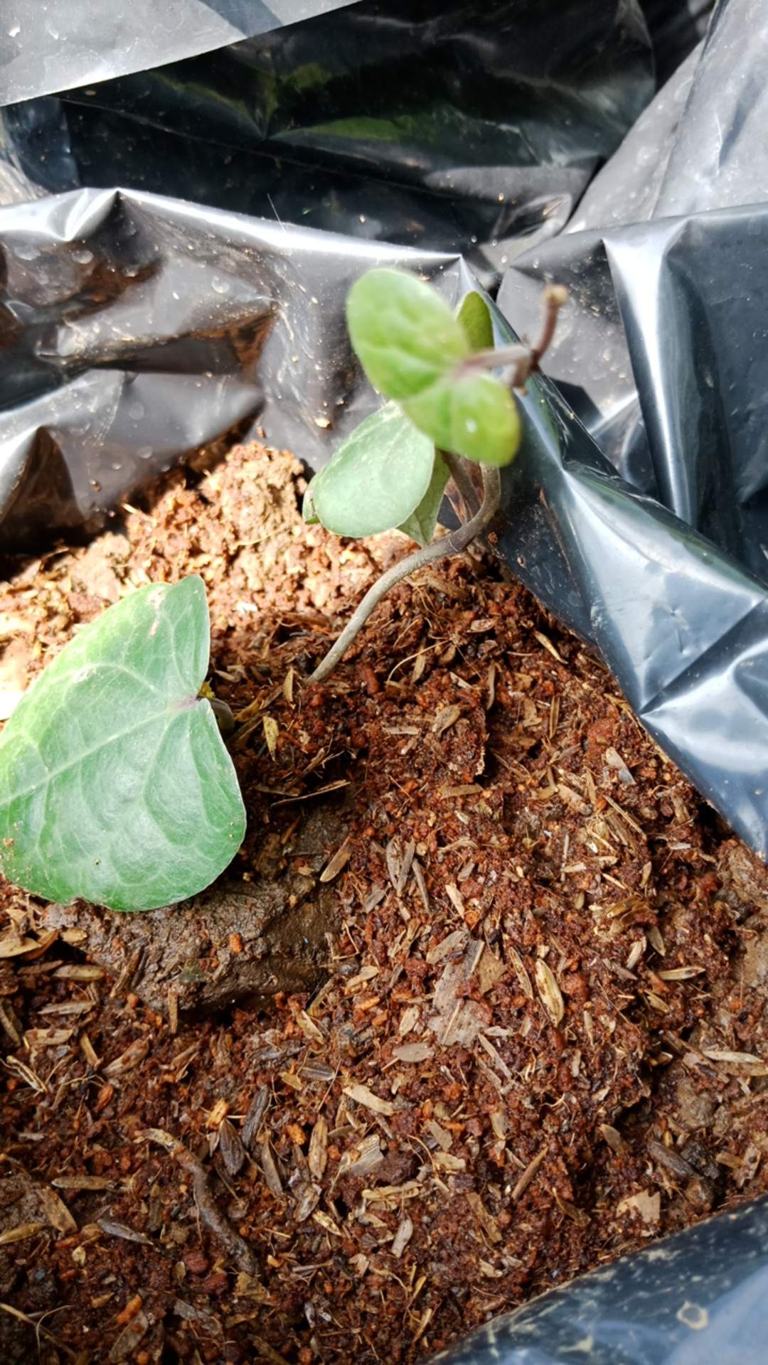 Bibit Tanaman Daun Sirih Hitam