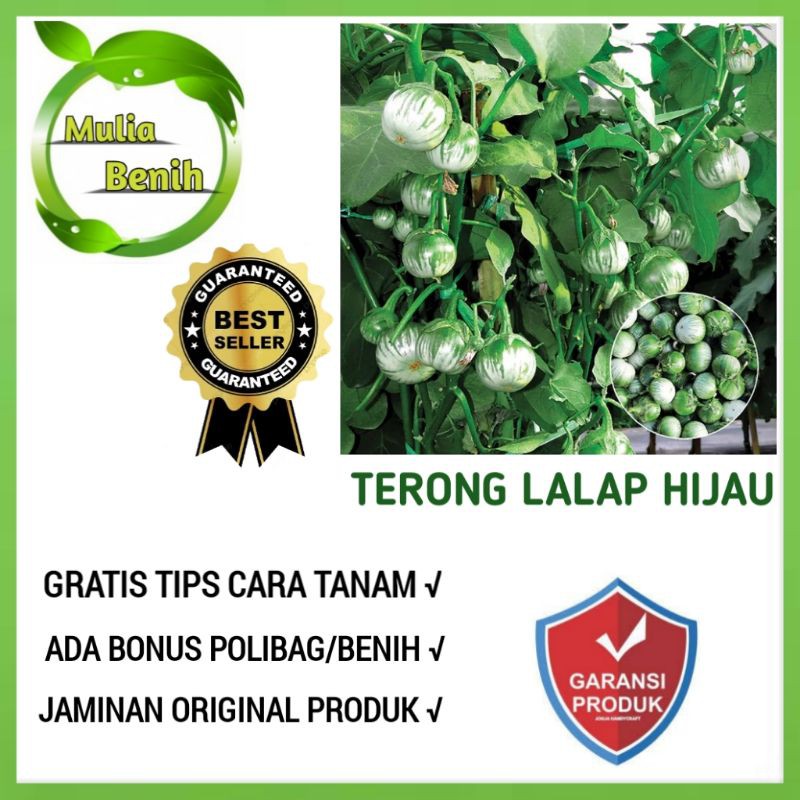 Jual Isi 50 Biji Benih Terong Lalap Hijau Bibit Tanaman Sayur