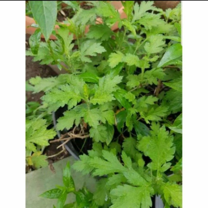 Bibit Tanaman daun baru cina