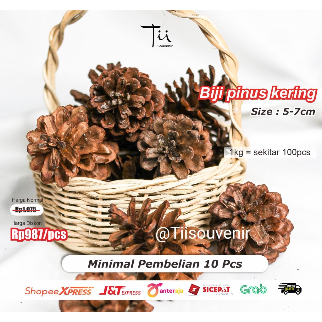 Biji pinus kering alami bahan rustic - pinus hiasan ringbox bahan craft - rustic - fotografi