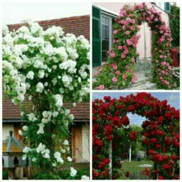 Paket 3 mawar rambat