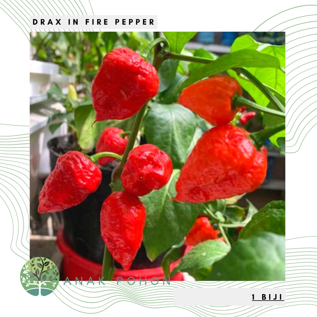 Benih Bibit Biji - Cabai Drax In Fire Cabe Pepper Seeds