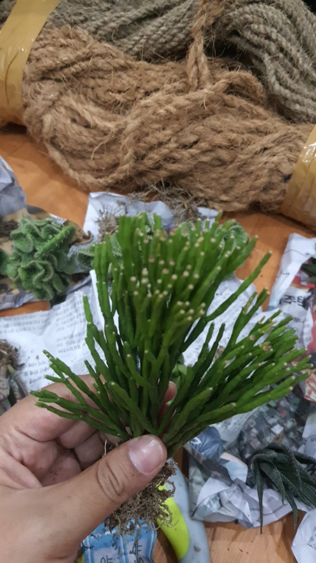 Sekulen Patah Tulang