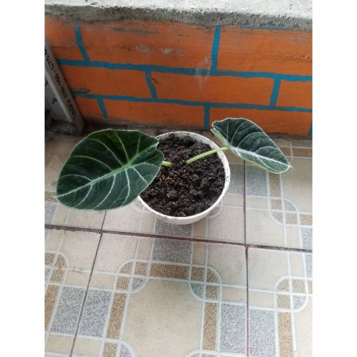 bonggol Keladi Alocasia Black Velvet