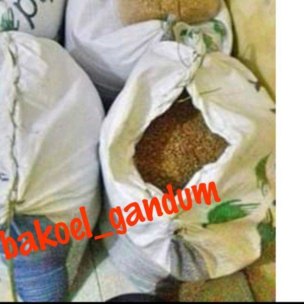 ☋ Benih Gandum 1 KG / Benih Catgrass / Rumput Kucing / Wheatgrass / Rumput Diet ➭