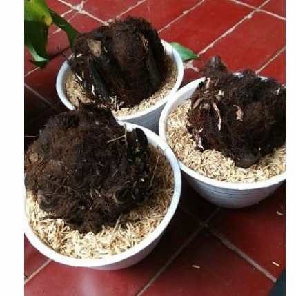 Bibit pakis monyet tanaman pakis haji pakis hias monyet gimbal