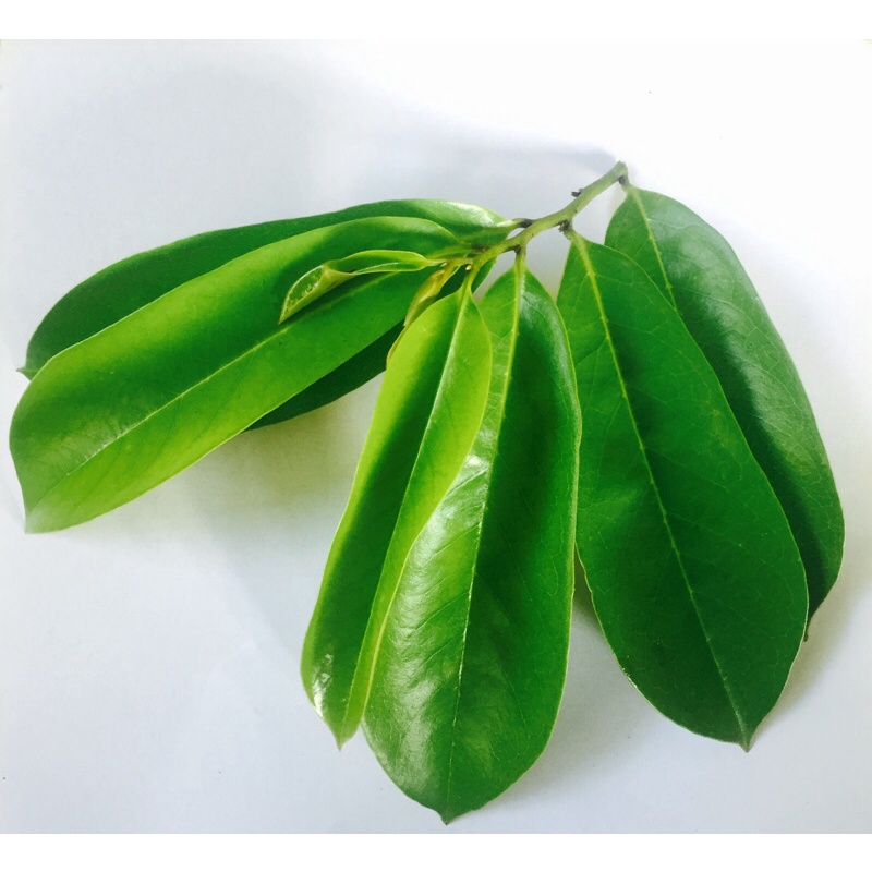 

100 lbr daun SIRSAK segar herbal