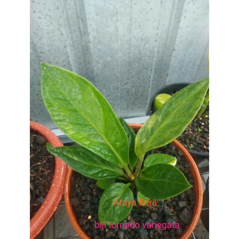 Jemani Biji Tornado Varigata Anthurium