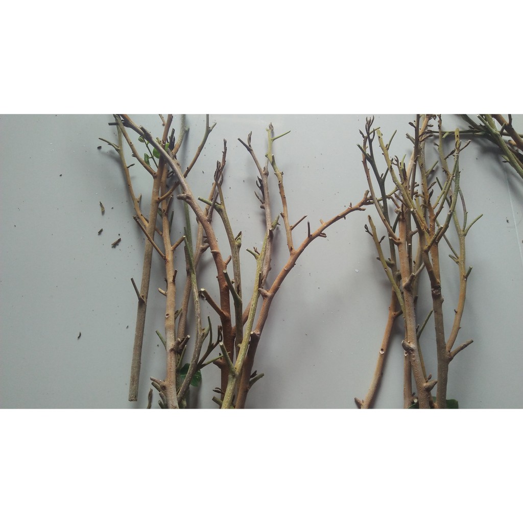 Entres / Batang Segar Kelengkeng Pingpong