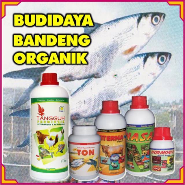 

BUDIDAYA BANDENG ORGANIK