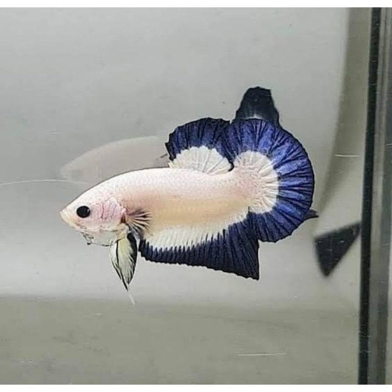 IKAN CUPANG BLUERIM thailand 1PAIR