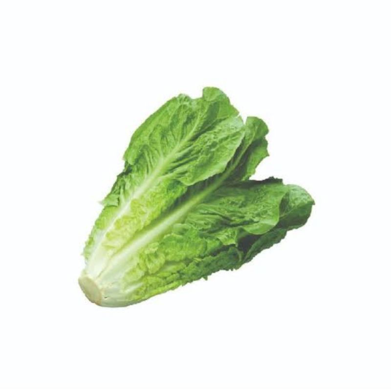 

[SAYUR EMAK] (ORGANIK) SELADA ROMAINE 250 GRAM / SAYUR SEGAR