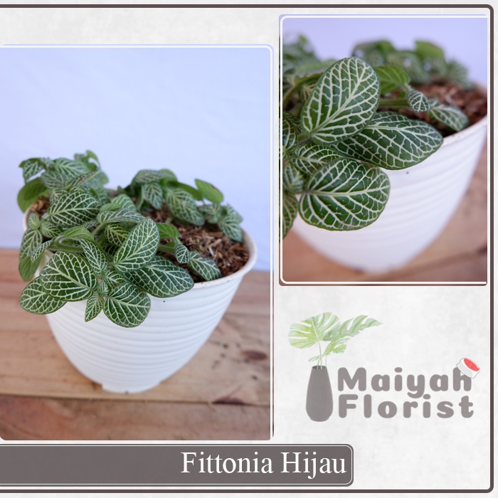 Fittonia Hijau - Tanaman Daun