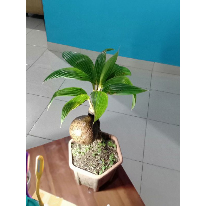 BONSAI KELAPA GADING
