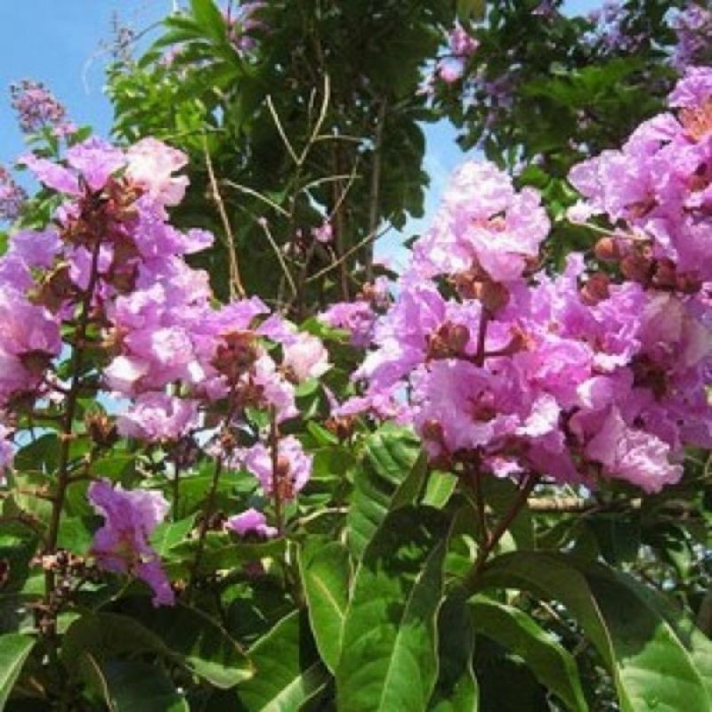

DAUN BANABA / BUNGOR KERING 100 GRAM - Lagerstroemia Speciosa