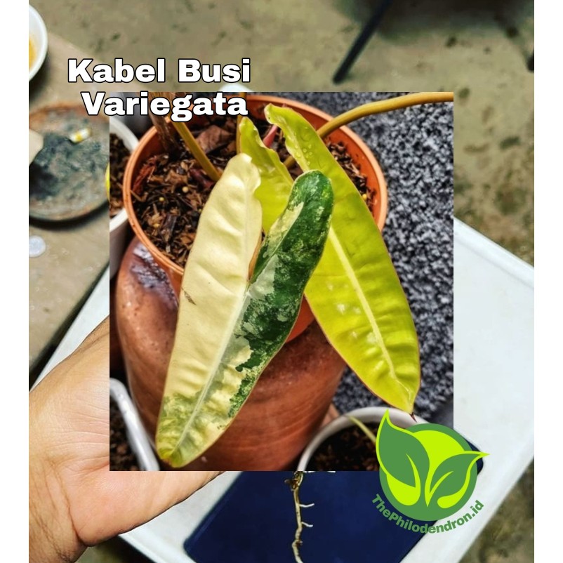 BIBIT BONGGOL KABEL BUSI VARIEGATA ASLI PHILODENDRON [PHILO]