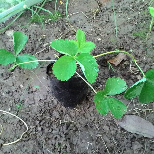 

Strawberry dataran rendah