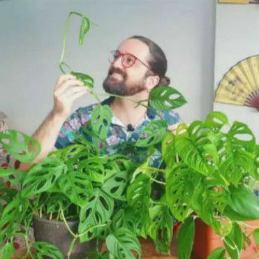 Tanaman Hias Daun Monstera Obliqua | Tanaman Menjuntai | Merambat Monstera