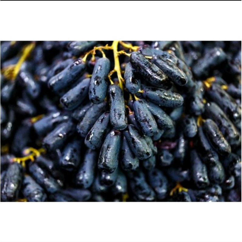 

Buah Anggur Moondrop Fresh dan manis 1 kg