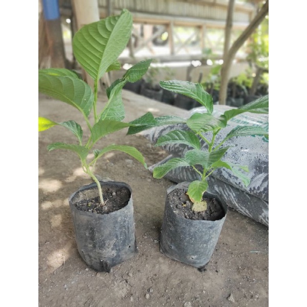 BIBIT MARKISA JUMBO/BUAH ERBIS MURAH