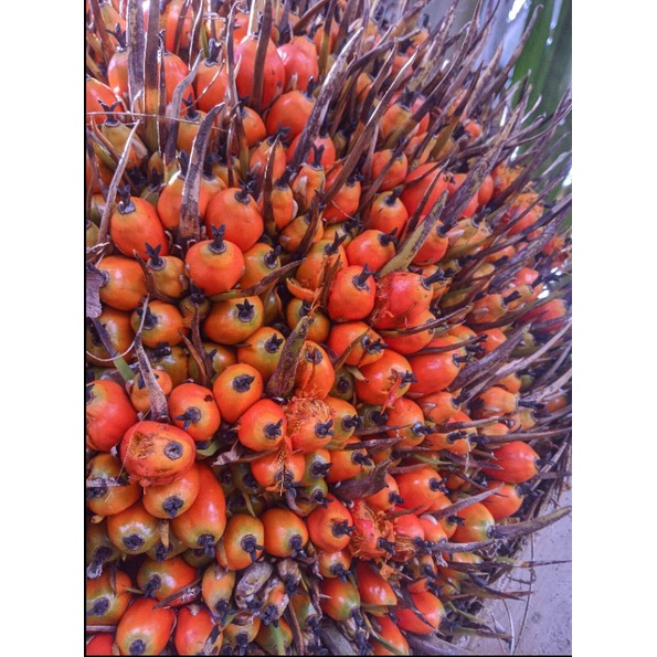

kelapa sawit