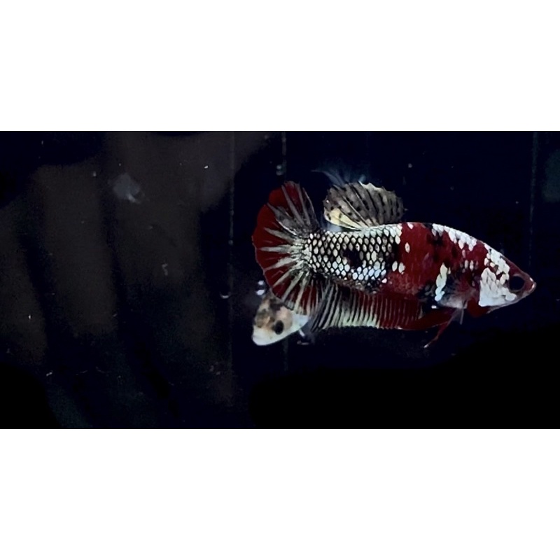 Ikan cupang red koi copper ( iron man)